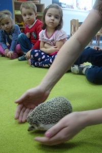 MAŁY JEŻYK I ŻABKI