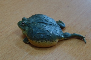WĘŻE, LEGWANY, KAMELEONY