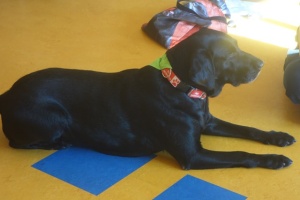 DOGOTERAPIA