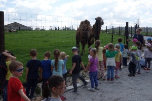 PARK PRZYGÓD I ATRAKCJI-SPOTKANIE ZE ZWIERZĄTKAMI