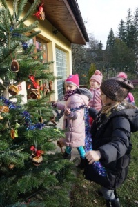 CHOINKA STROJNISIA