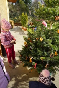 CHOINKA STROJNISIA