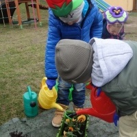 KWIATKI BRATKI (4)