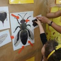 TAJEMNICE MAŁYCH PSZCZÓŁEK (14)