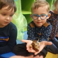 ŚLIMAK ŚLMAK POKAŻ ROGI (1)
