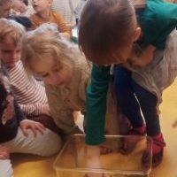 ŚLIMAK ŚLMAK POKAŻ ROGI (7)