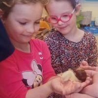 ŚLIMAK ŚLMAK POKAŻ ROGI (4)