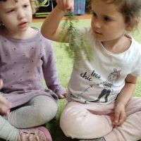 PODARUNEK OD DRZEWA (12)