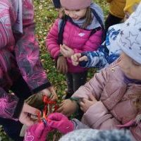 SŁONECZKA I TYGRYSY OBSERWUJĄ ZMIANY W PRZYRODZIE (10)