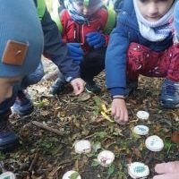 SŁONECZKA I TYGRYSY OBSERWUJĄ ZMIANY W PRZYRODZIE (4)