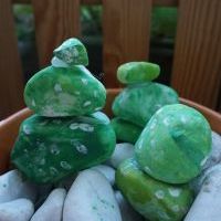 KAKTUSY KAMYKOWE (7)