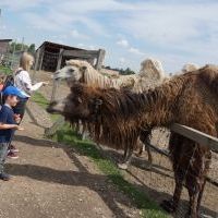 SEZAMKI W ALPAKARNI (10)
