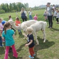 SEZAMKI W ALPAKARNI (3)