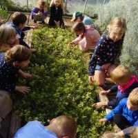 NIEZŁE ZIÓŁKA. W PACHNĄCYM OGRODZIE (7)