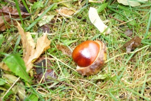 KASZTANKOBRANIE